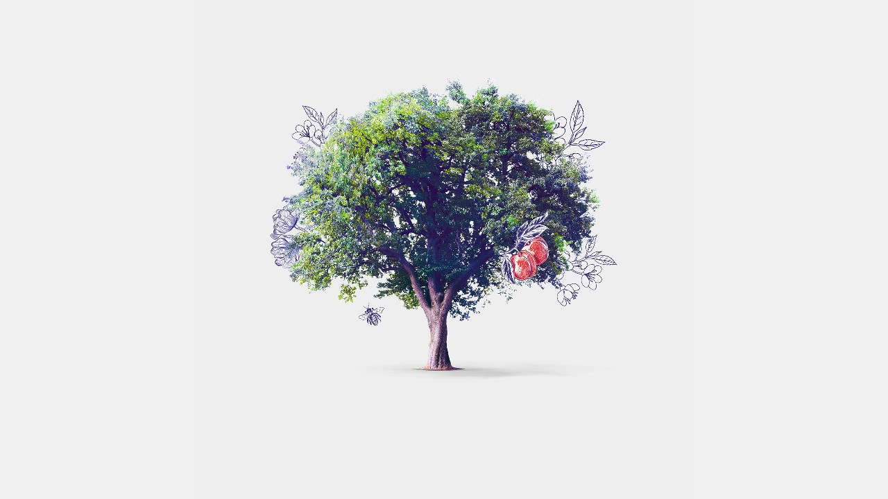 Tree with apples; image used for HSBC India Premier Family Banking page